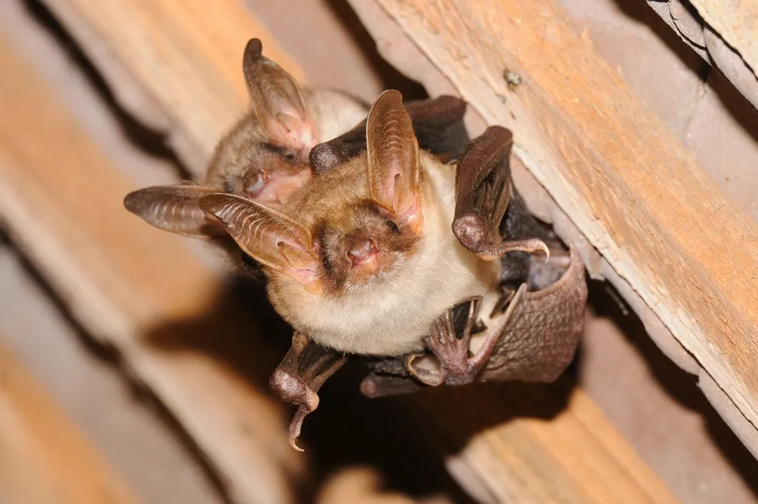 Le Grand murin Myotis myotis est l'une des 25 espèces de chauves-souris connues en Bourgogne 